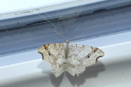 Réf. 183 308 : Macaria alternata